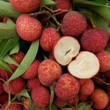 靈山荔枝苗批發 A4無核荔枝苗 低價荔枝苗 產地貨源