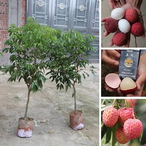 果樹南方無核桂味荔枝樹樹苗妃子笑白蠟荔枝王苗當年結果地栽盆栽