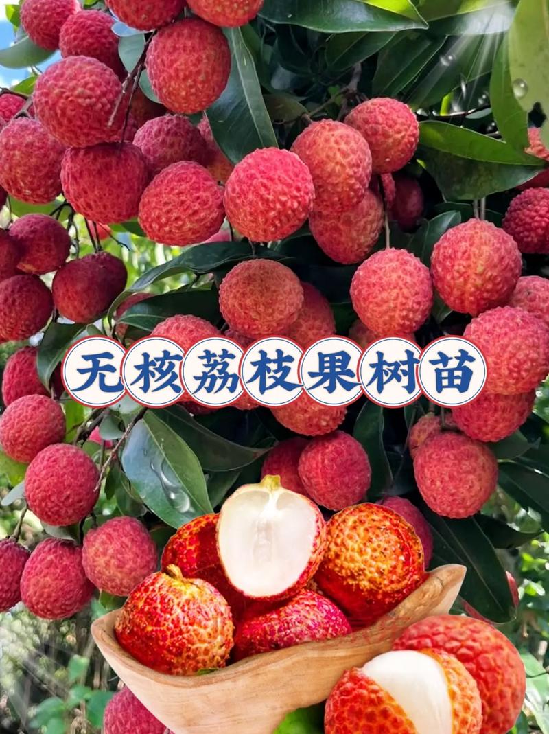 朋友們,優質的荔枝種苗上線啦!它不挑土壤