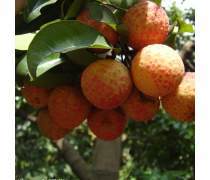 糯米糍荔枝苗產品信息