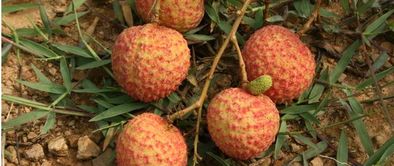 從化的水果特產是什么