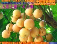 廣西農產品貿易網 - 【供應】黑珍珠蓮霧、無核荔枝、無花果、香水檸檬苗供應