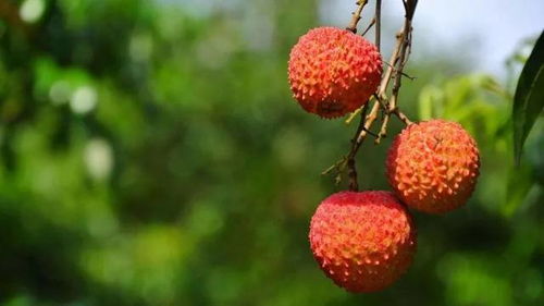 今年荔枝大豐收 深圳最新最全荔枝采摘地圖,組隊走起