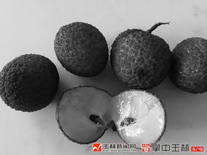 玉林荔枝產業硬傷軟肋突然變成了優勢