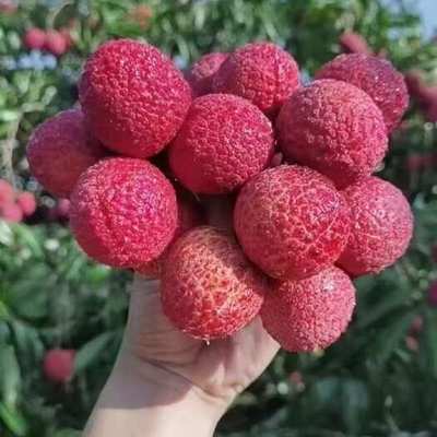 海南荔枝王海南荔枝王供應_海南荔枝王價格