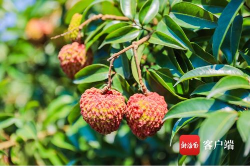 今年海口秀英火山荔枝預(yù)計(jì)產(chǎn)量3000萬斤 首批熟果預(yù)計(jì)5月25日上市