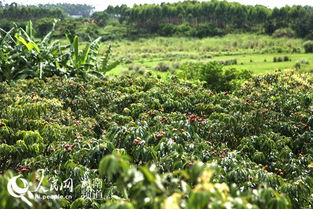 海南澄邁優(yōu)質(zhì)特色農(nóng)產(chǎn)品 百果園 王品無核荔枝