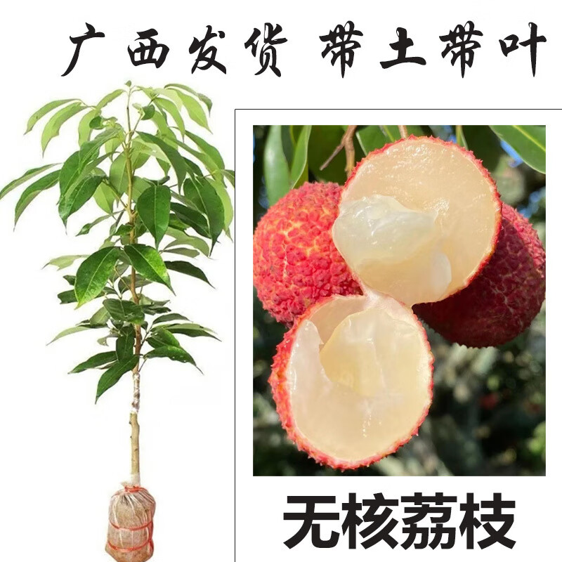 映棠廣西荔枝樹苗嫁接苗冰荔枝桂味糯米糍仙進(jìn)奉無核荔枝苗帶土帶葉發(fā)
