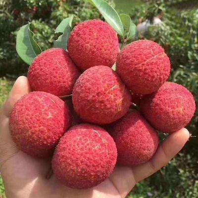 澄邁無核荔枝批發 海南?？谛阌^優質無核荔枝解析