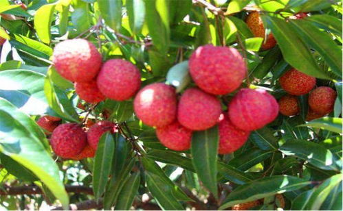 無核荔枝 美味與種植的雙重驚喜