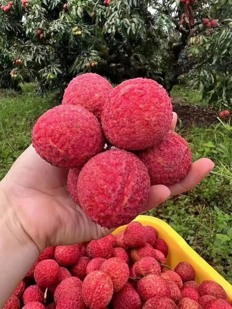 桂味荔枝與?？诨鹕綗o核荔枝 品味海南的甜蜜珍品