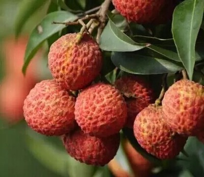 荔枝選購指南與十大熱門品種解析 無核荔枝亮點何在？