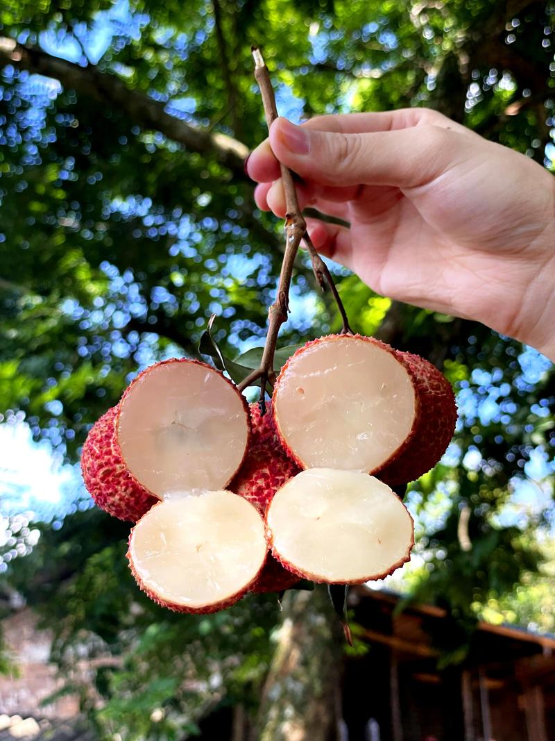 無(wú)核荔枝報(bào)恩來 一顆來自自然的甜蜜饋贈(zèng)