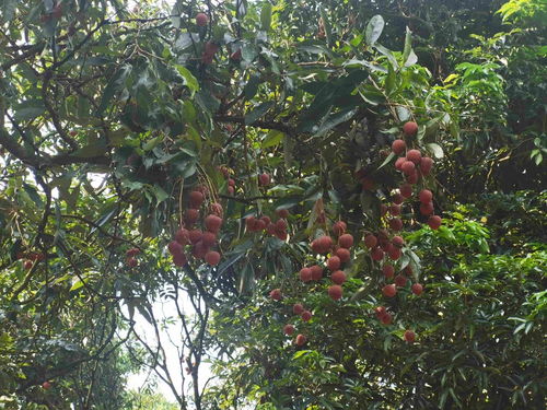 從“小特產(chǎn)”到“大產(chǎn)業(yè)” 茂名無(wú)核荔枝的升級(jí)之路