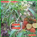 惠東A4無(wú)核荔枝苗 種植優(yōu)勢(shì)與市場(chǎng)前景探析